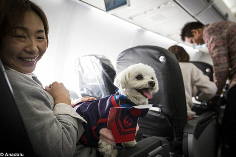 Aerolínea autoriza a los pasajeros a viajar con sus mascotas en la cabina principal