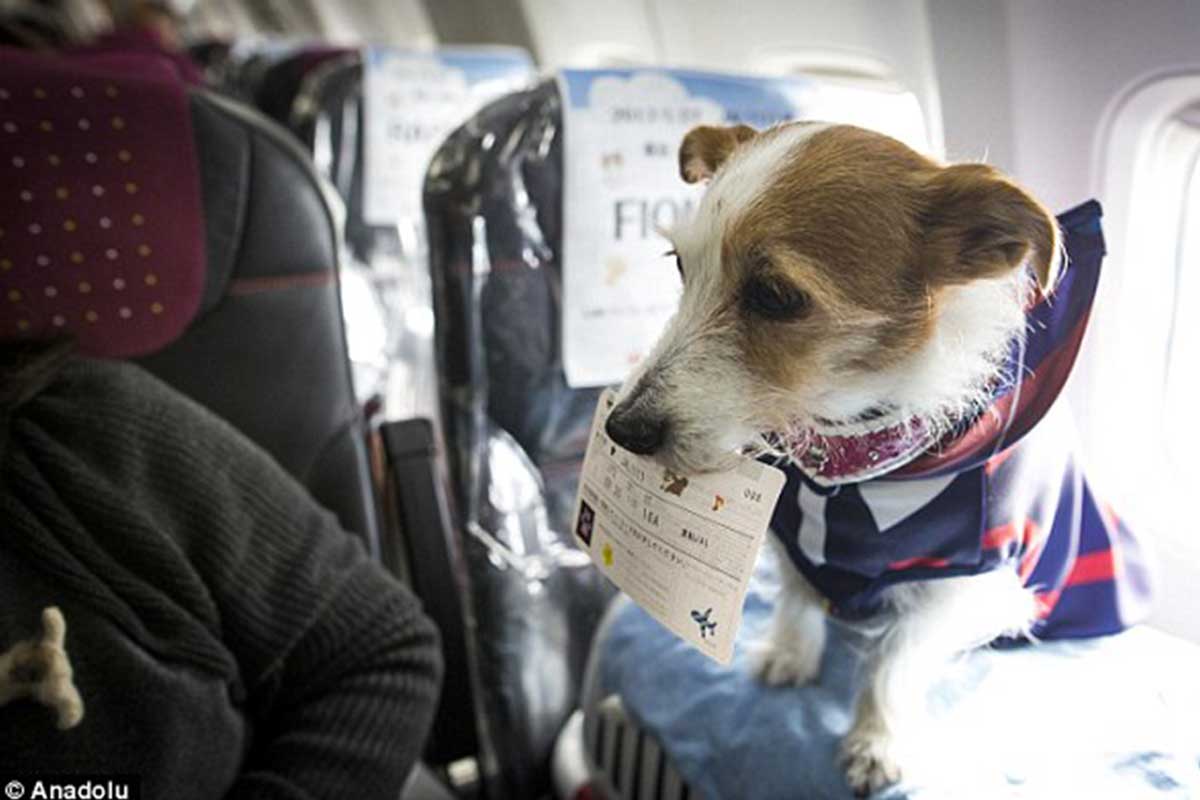 aerolínea autoriza viajar con mascotas
