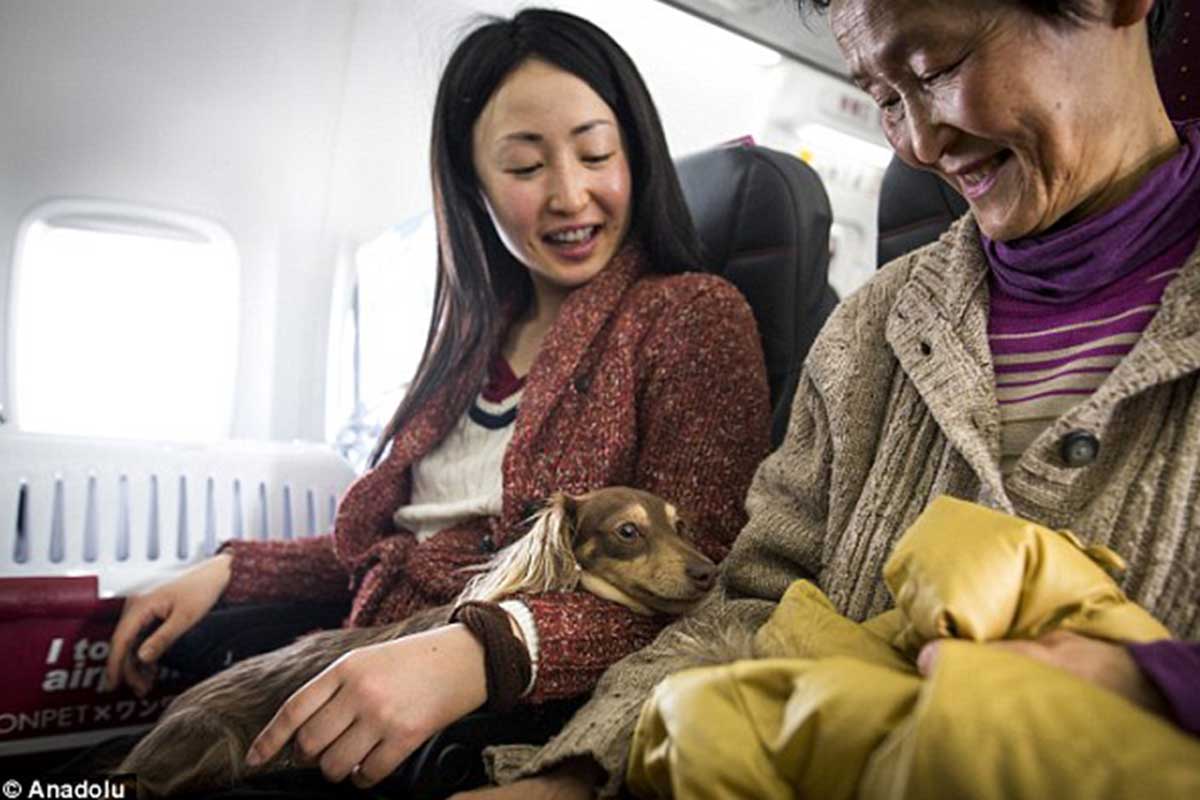 viajes en avión con mascotas