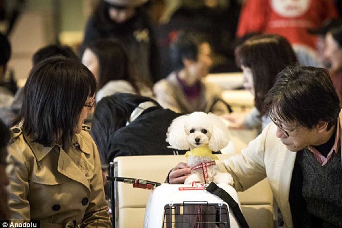 las mascotas pueden viajar con sus tutores en la cabina del avión