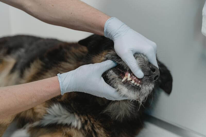 perro examinado por veterinario