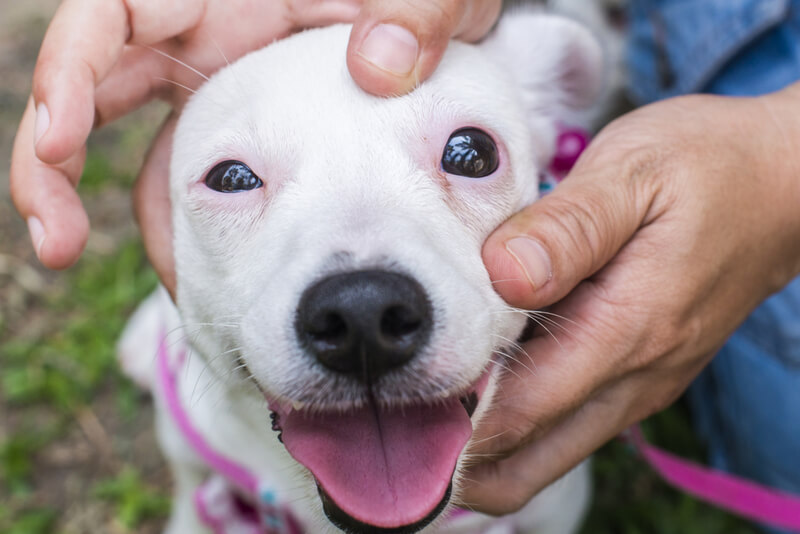 elleriyle beyaz köpeğin gözünü açan sahibi