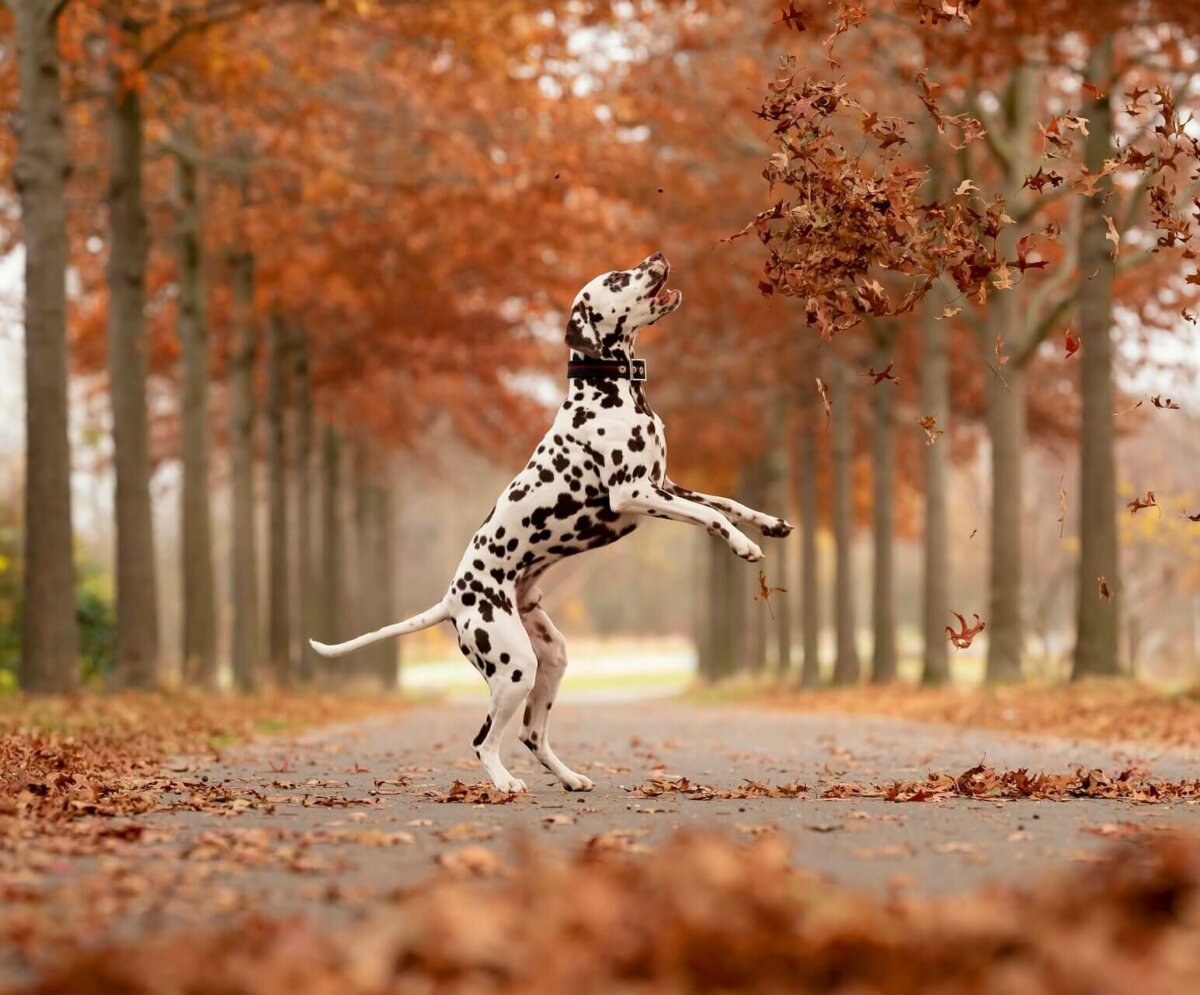 Can realizando ejercicio al aire libre, uno de los cuidados de los perros dálmatas