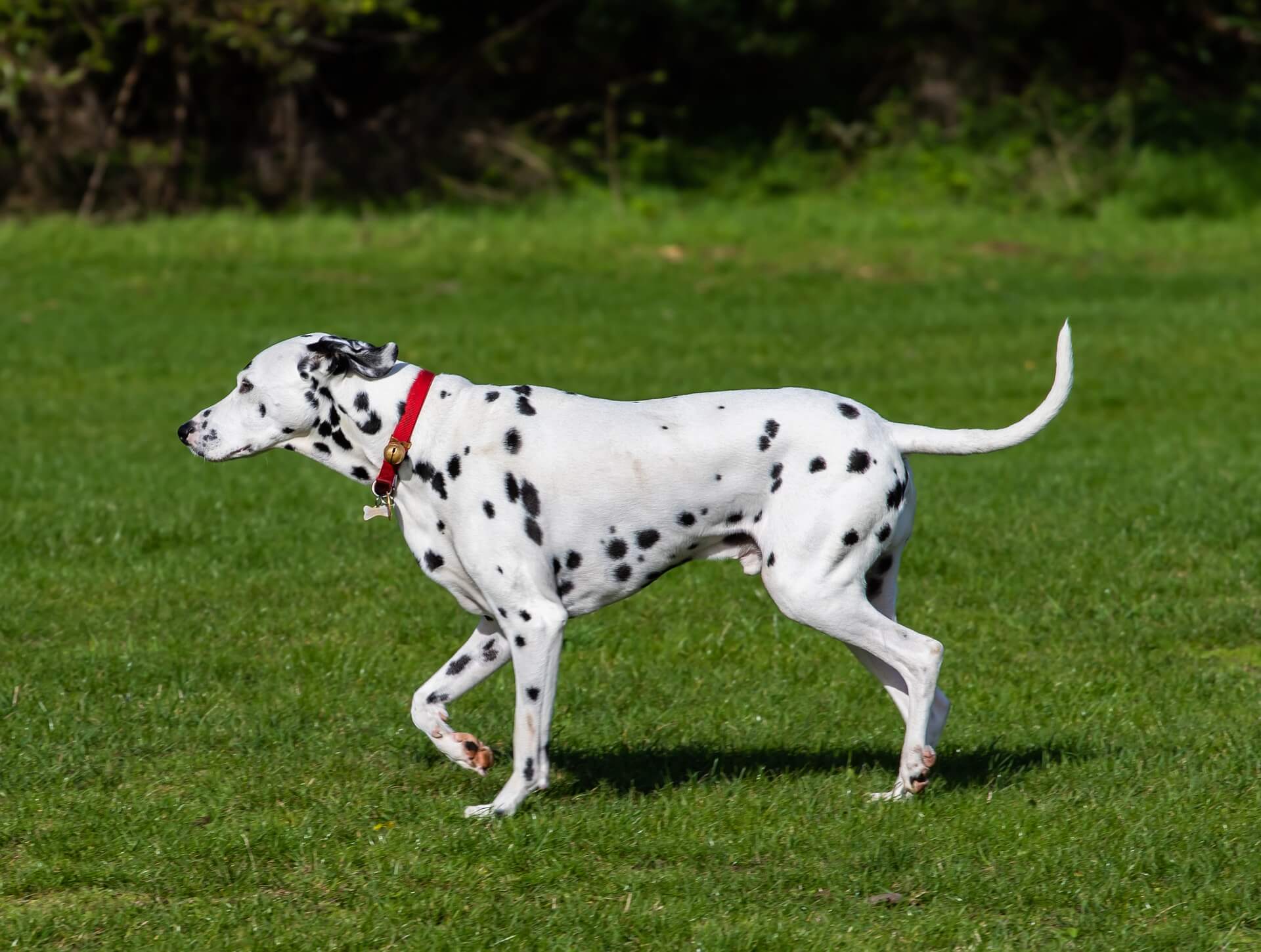 Perro dálmata