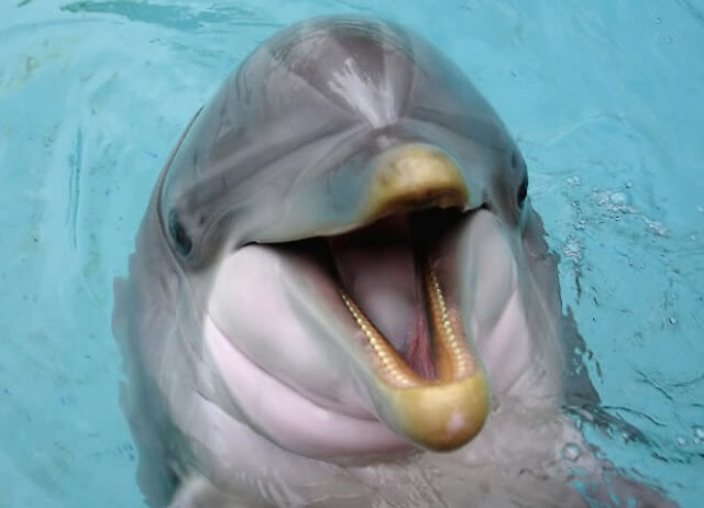Dolphins drink urine.