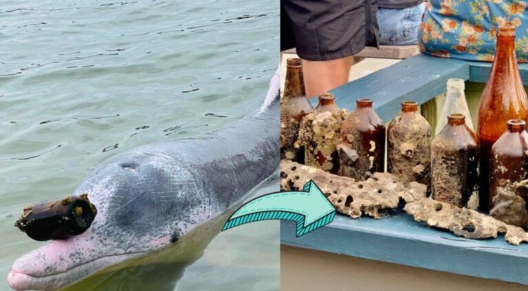 Delfín intercambia objetos del mar para recibir alimento a cambio
