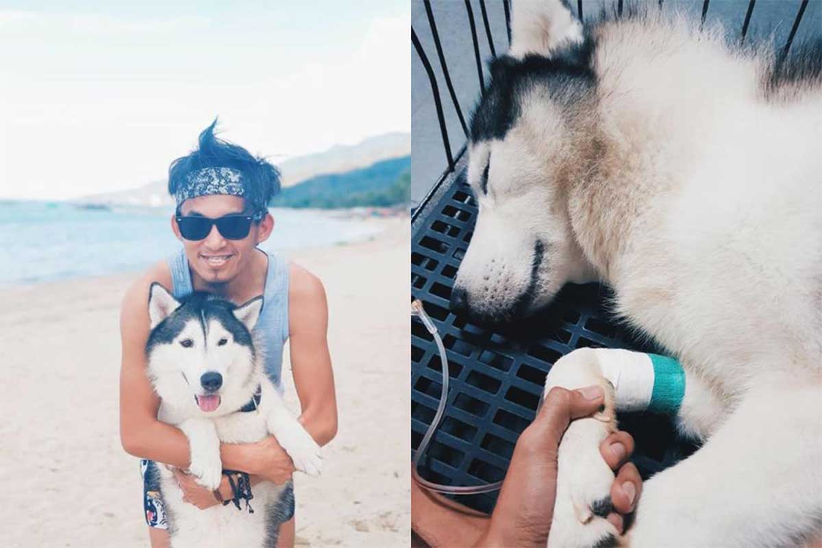Un jeune homme dit adieu à son husky bien-aimé.