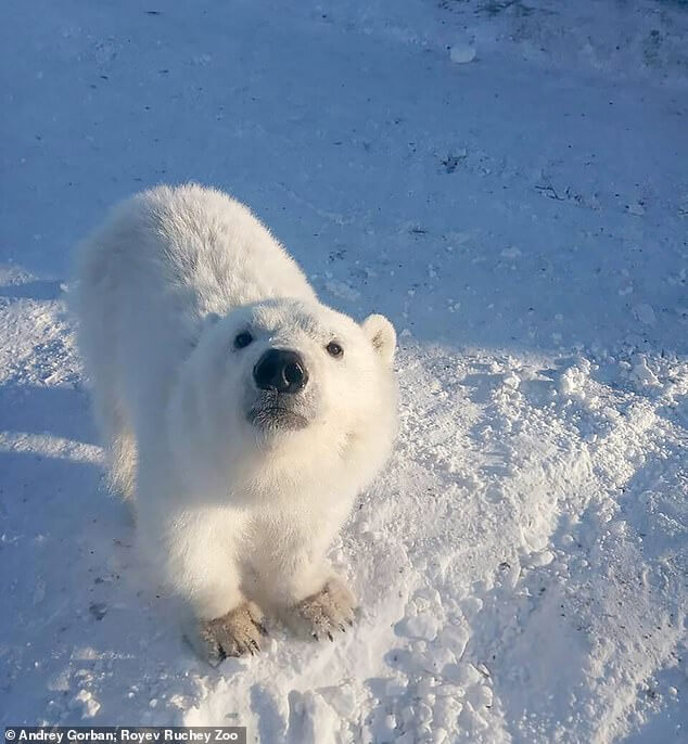 El cachorrito de oso polar.