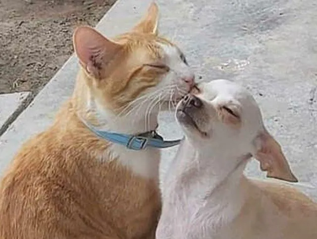 El gato dándole besos al perro