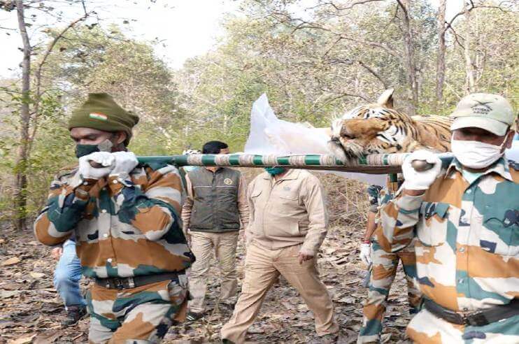 El homenaje a la tigresa