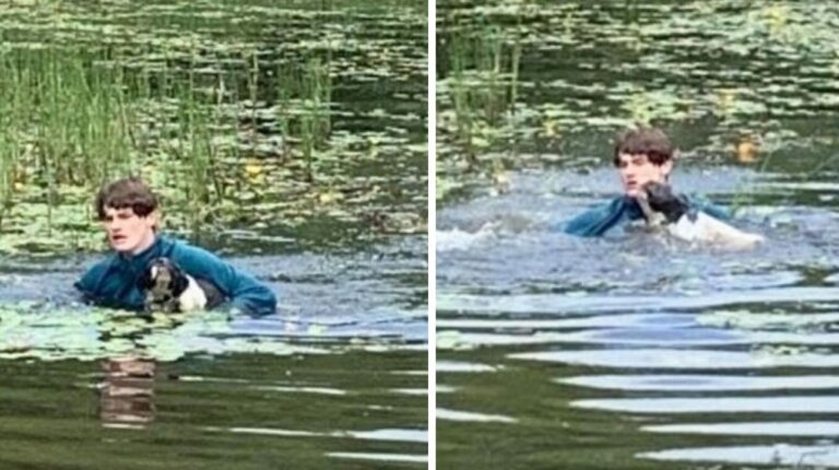 Un adolescente salta a un lago para socorrer al perrito de un extraño que se estaba ahogando