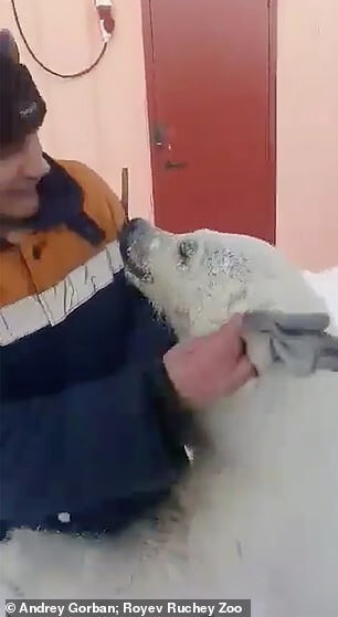 El cachorro de oso polar abrazando a un minero