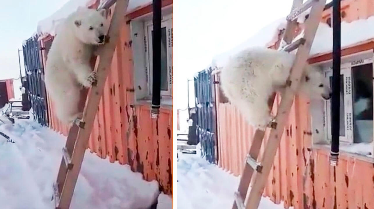 Cachorrito de oso polar huérfano, adora abrazar a los trabajadores del Ártico que salvaron su vida