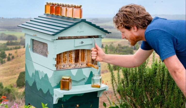 Hombre creó panal artificial para proteger y recolectar miel sin estresar a las abejas