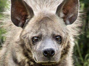 Hiena rayada: hábitat y características