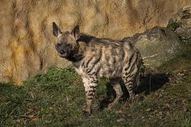Une hyène rayée.