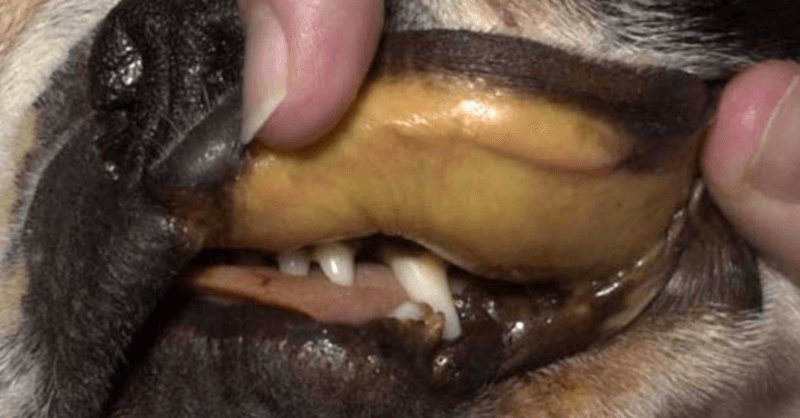 boca de cachorro mucosa amarela