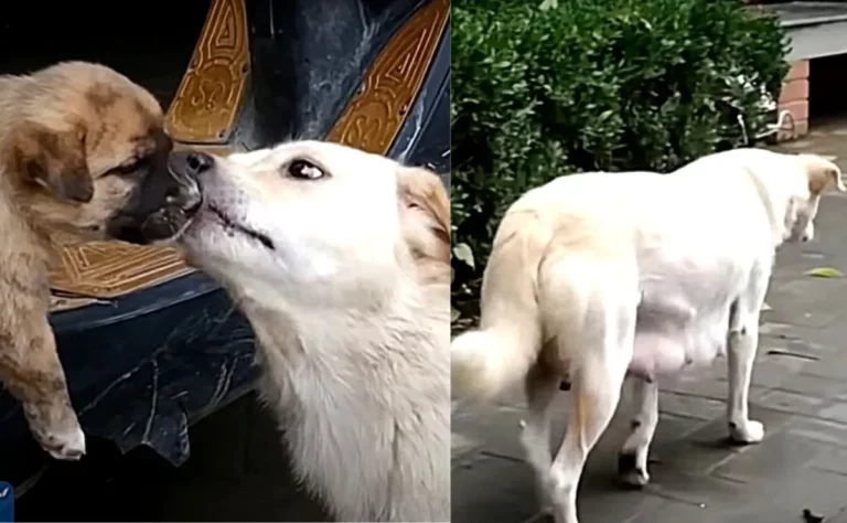 Perrita sin hogar se despide triste con un beso de su cachorrito antes de ser adoptado