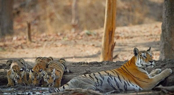 La tigresa y sus crías