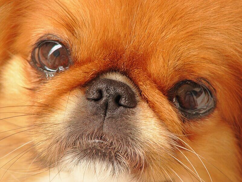 En hund med øyeutslipp.