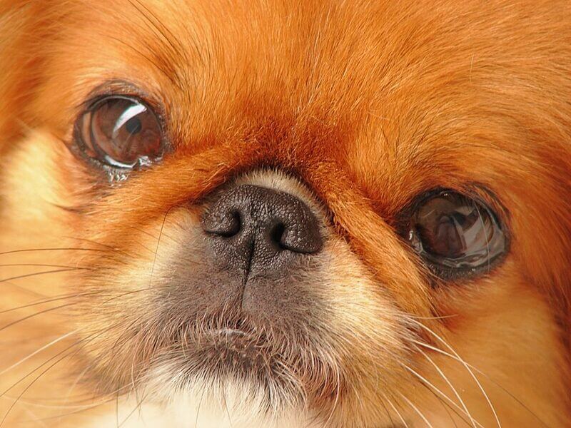 Göz akıntısı olan bir köpek.