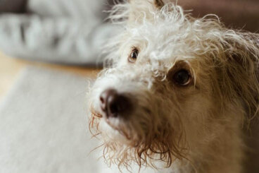 Tipos de legañas en los perros