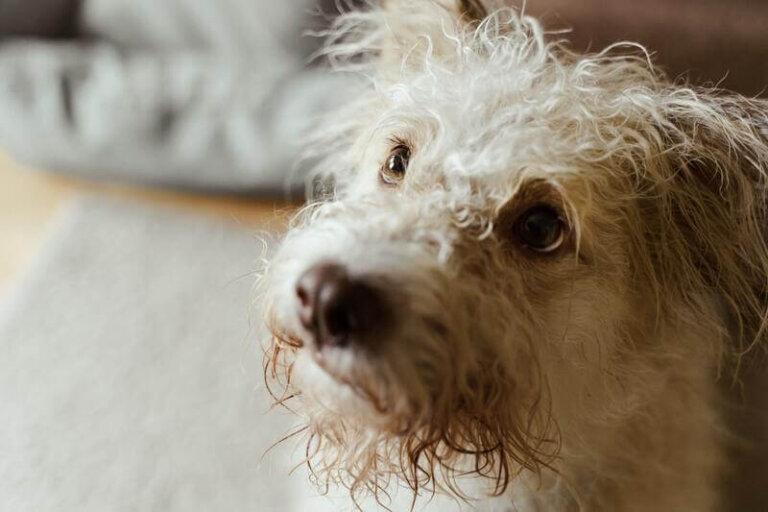 Tipos de legañas en los perros