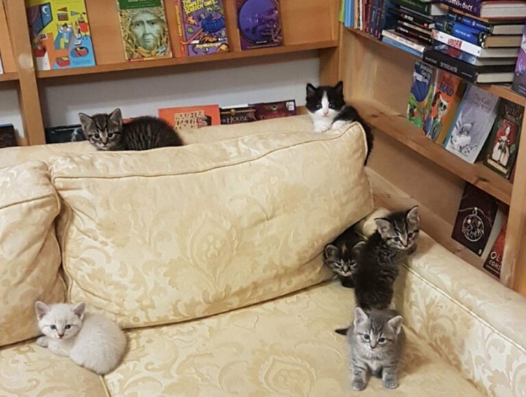Librería ofrece hogar de paso a gatitos que buscan familia, clientes pueden adoptarlos