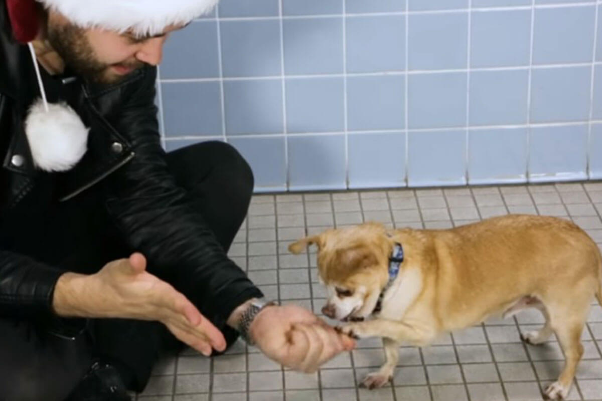 un ilusionista dedicó su show a perritos sin hogar