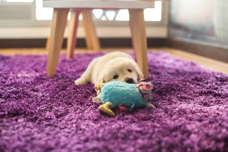 cachorro jugando en alfombra