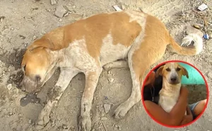Rescatan una perrita que fue abandonada y estaba inconsciente en la orilla de una carretera