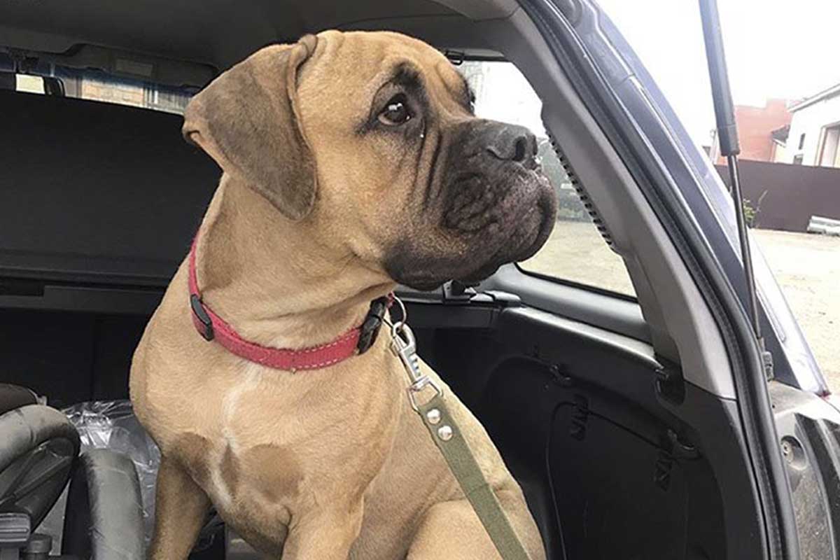 Une chienne parcourt des kilomètres pour retrouver ses maîtres.