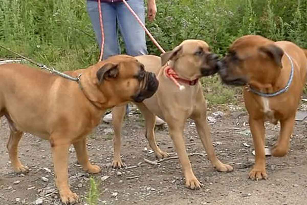 Trois chiens en laisse.