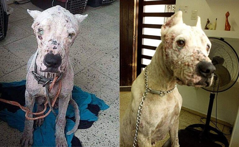 Rescatan a una perrita de agonizar en las calles, nadie la quería adoptar por su apariencia