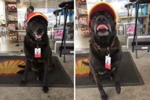 Perrito abandonado en una gasolinería, obtiene trabajo de tiempo completo
