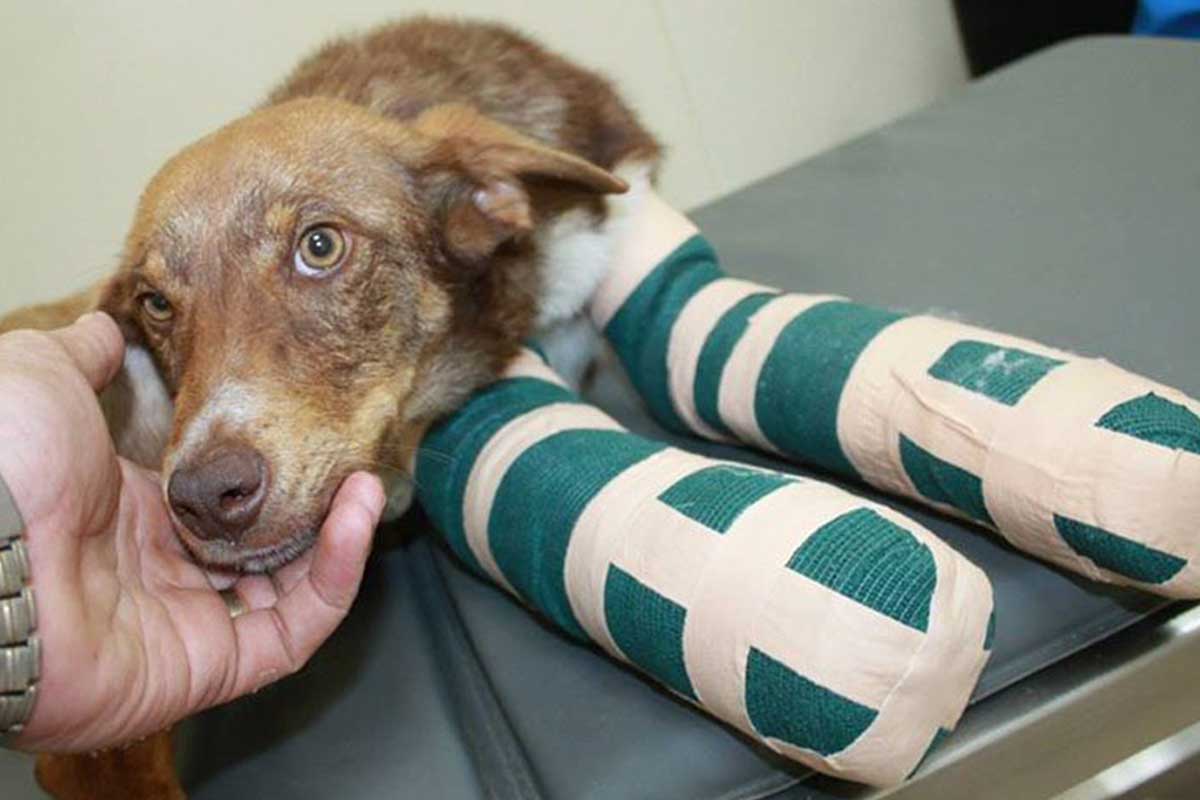 Duke souffre de problèmes aux pattes.