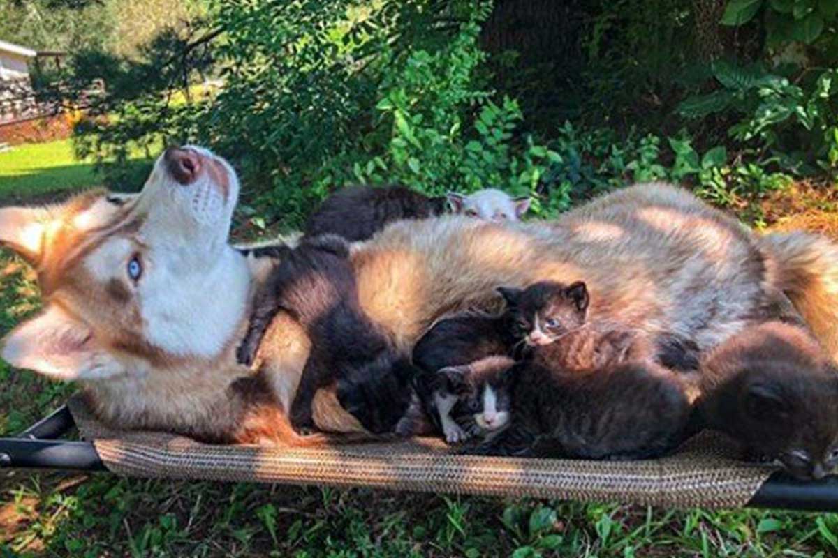 la perrita de servicio rescató a siete gatos