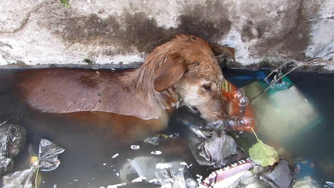 El perrito en la zanja de agua contaminada