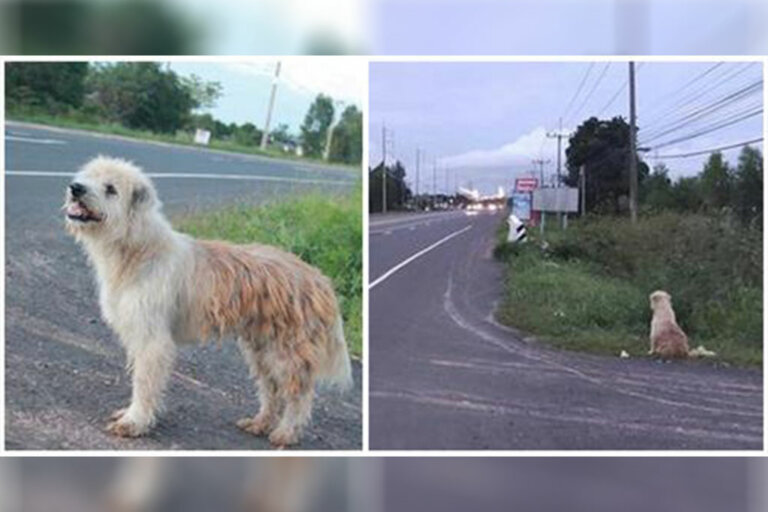 Perrito fiel se reúne con su antigua familia a la que esperó 4 años en carretera