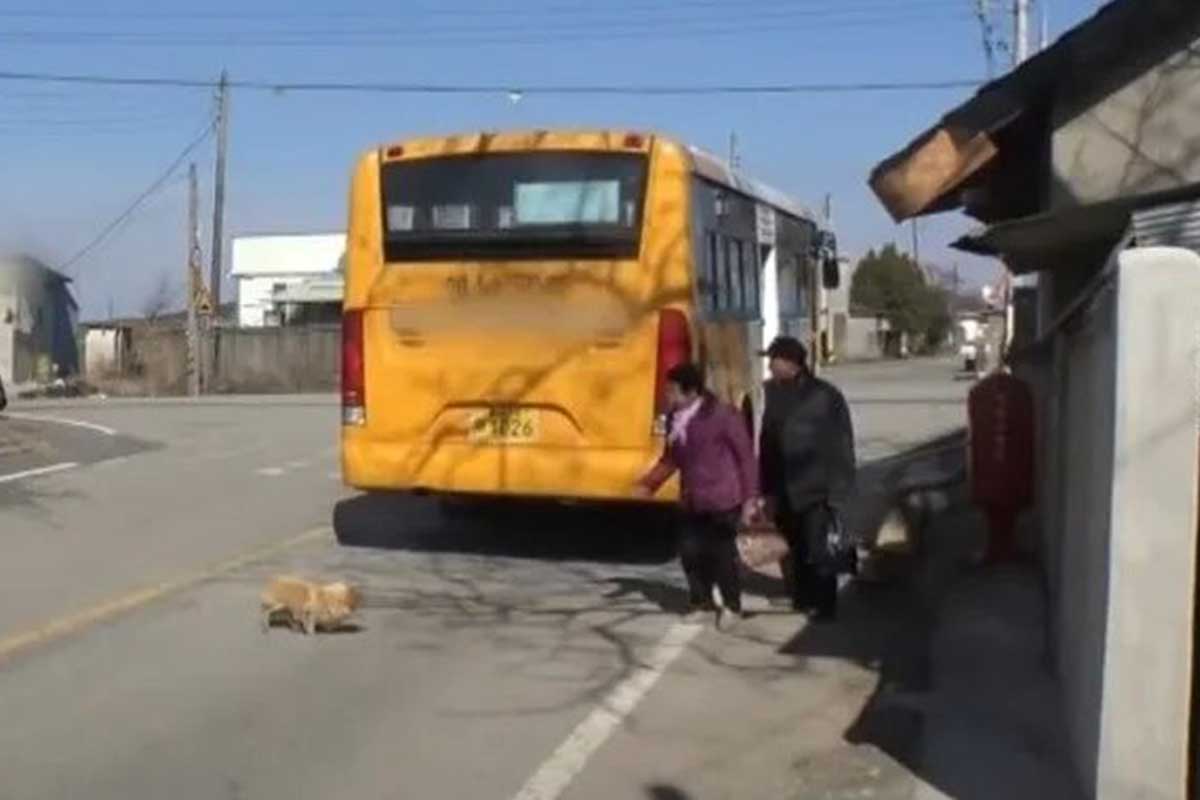 Perrito llora a cada autobús, cree que llegará su mamá