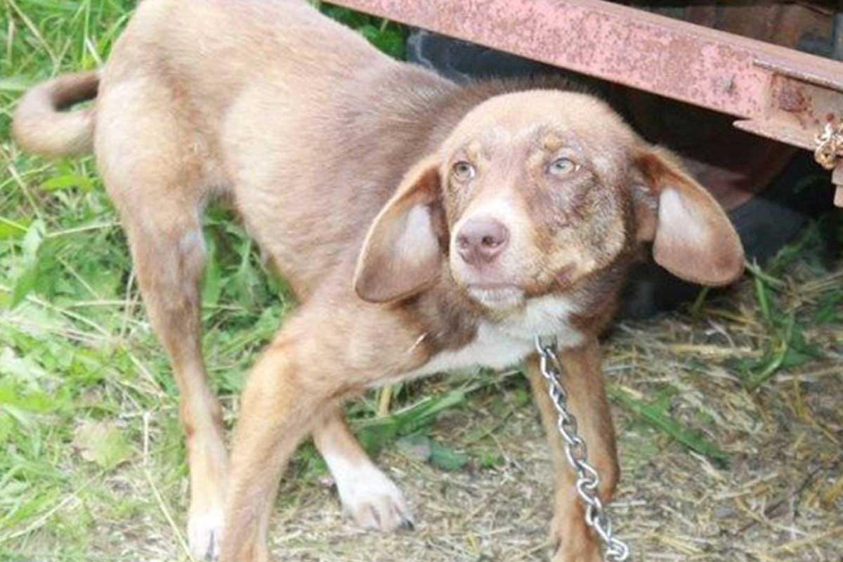 Duke, un chien abandonné.
