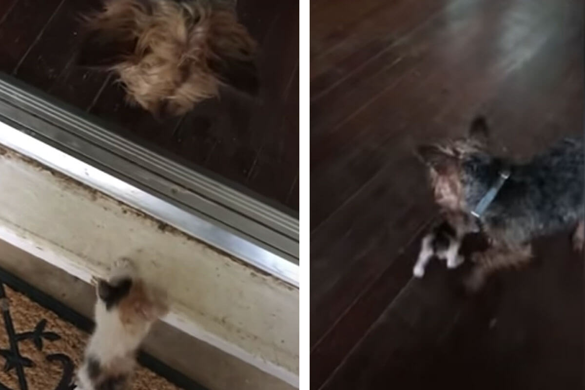 Hazel a sauvé un chat sans abri.