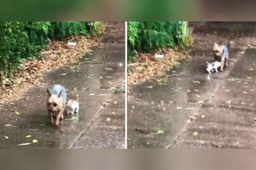 Vídeo: perrito salva a un gatito extraviado en la lluvia