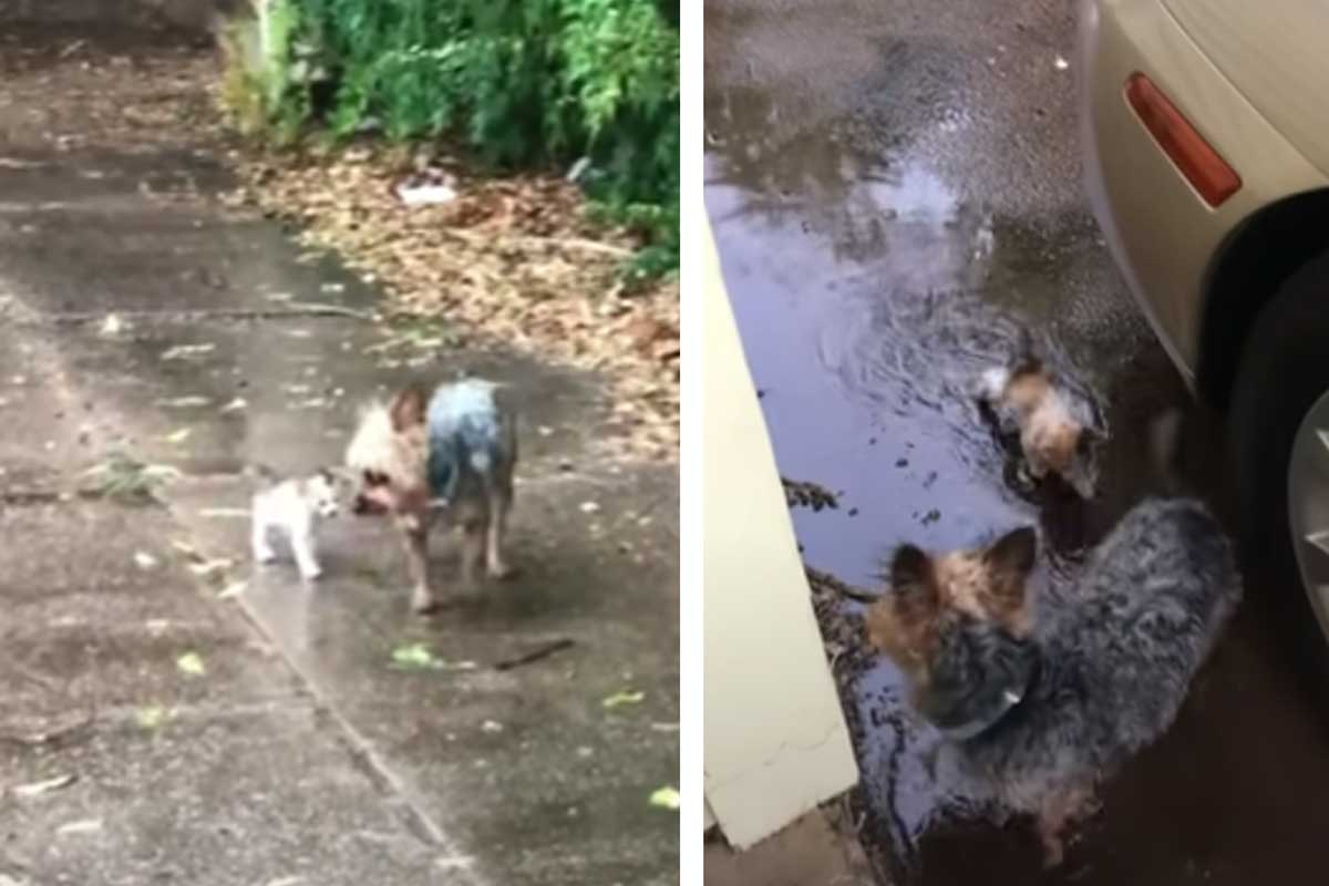 Un yorkshire sauve un bébé chat.
