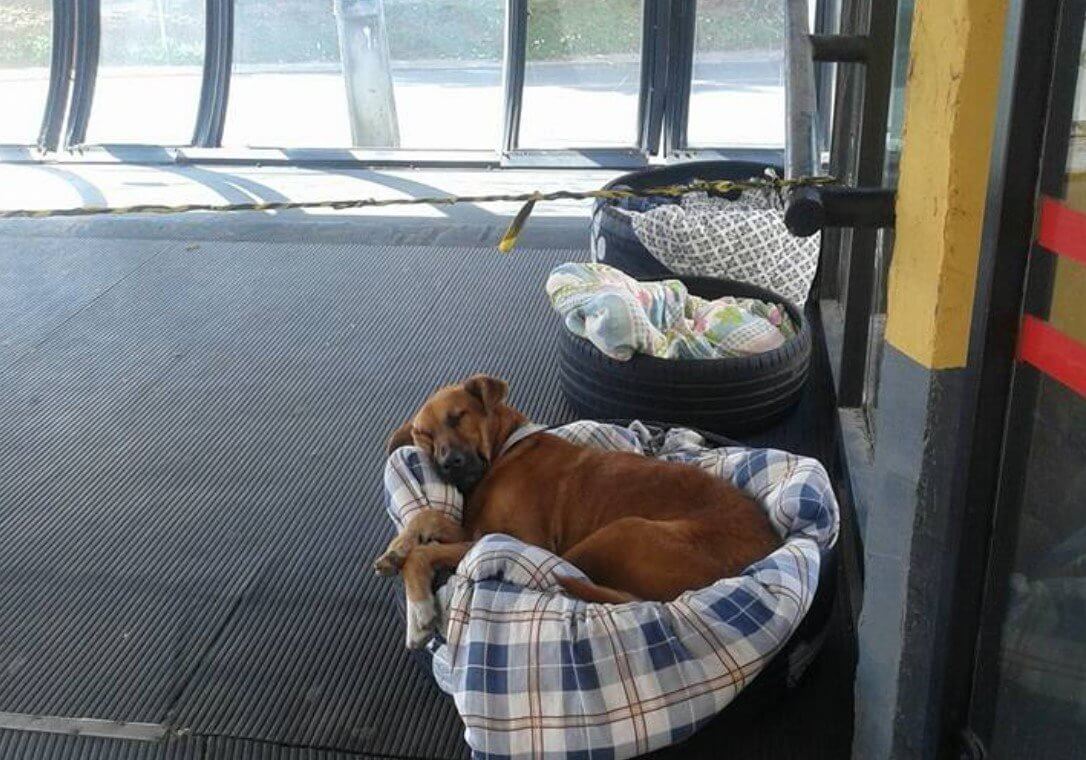 Perrito sin hogar disfrutando del refugio