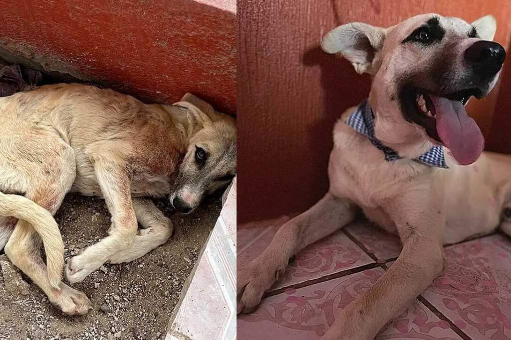 Perrito sin hogar que tuvo una vida llena de sufrimiento, fue adoptado por la mejor familia