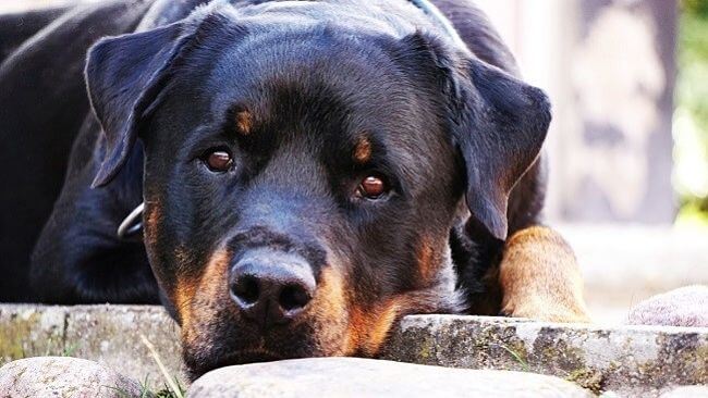 El noble perrito Rottweiler