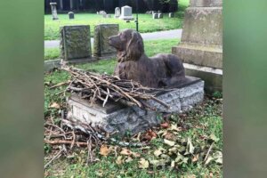 Personas dejan palos sobre la tumba de un perrito de 100 años