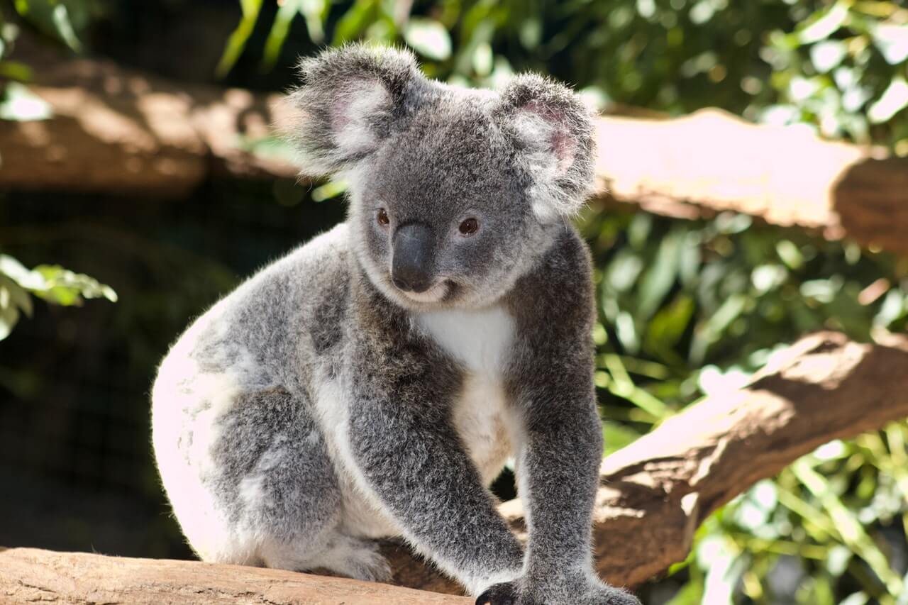 Koala descansando