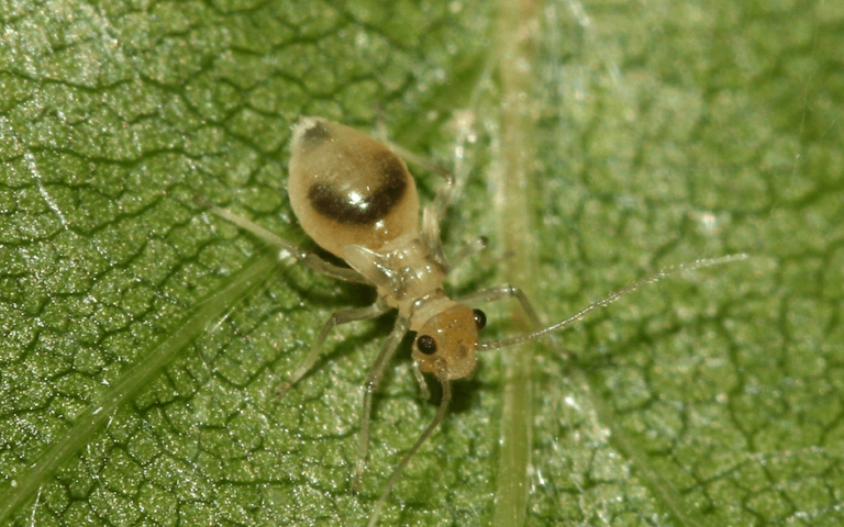 Piojos de los libros: ¿qué son y cómo deshacerse de ellos?